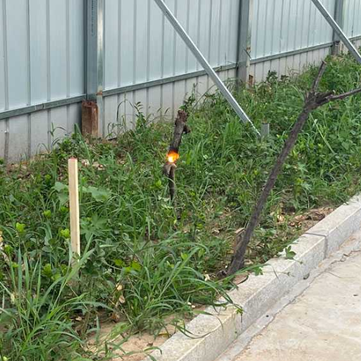 How Does a Laser Tree Trimmer Compare to Traditional Methods