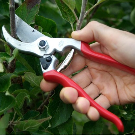 What Are the Best Tree Trimming Tools for Home Gardeners