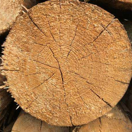 Density of Various Wood Species: Data & Charts